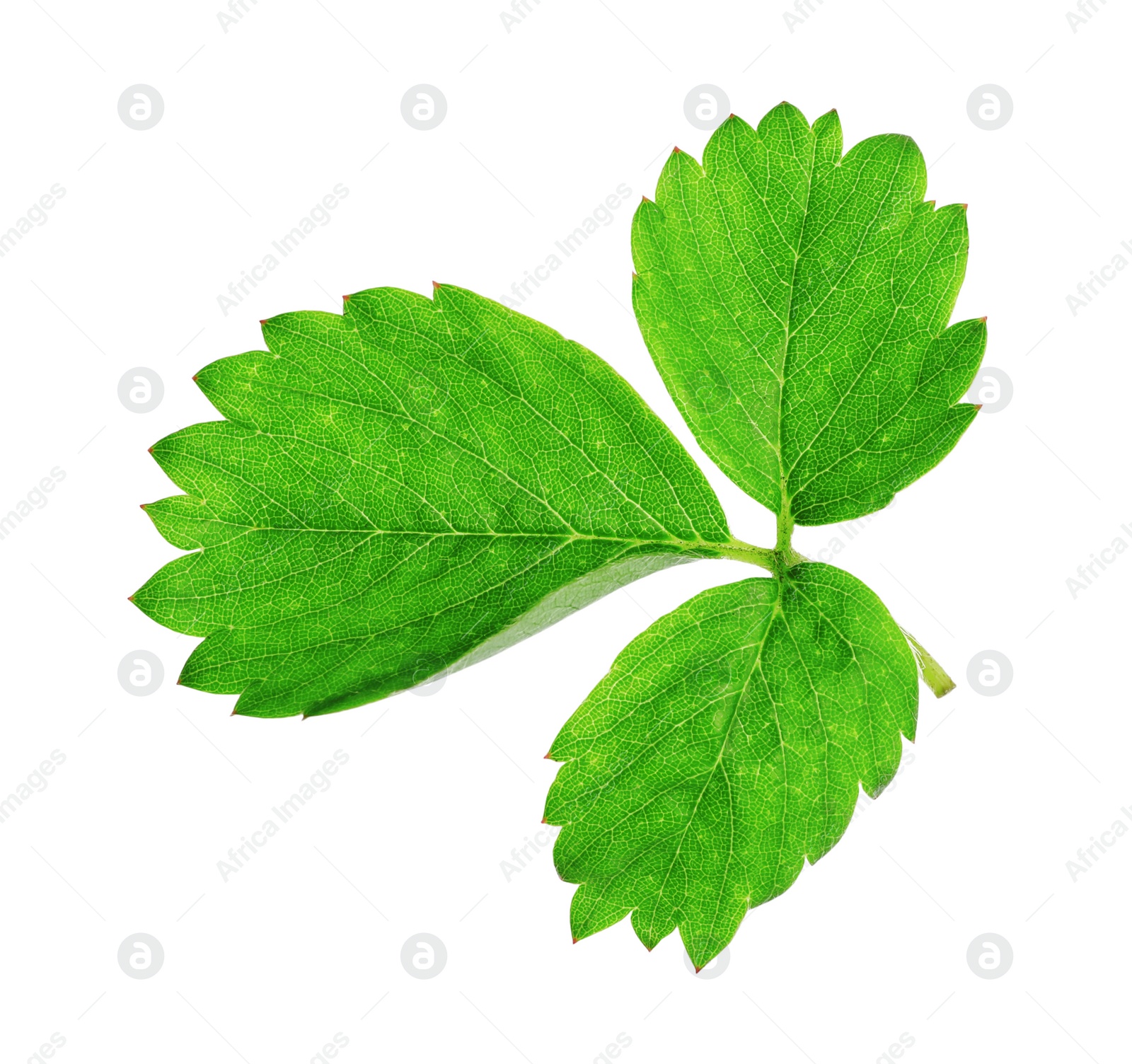 Photo of Fresh green strawberry foliage isolated on white