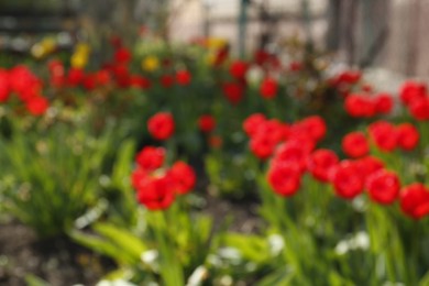 Photo of Beautiful garden with blooming tulips on sunny day, blurred view