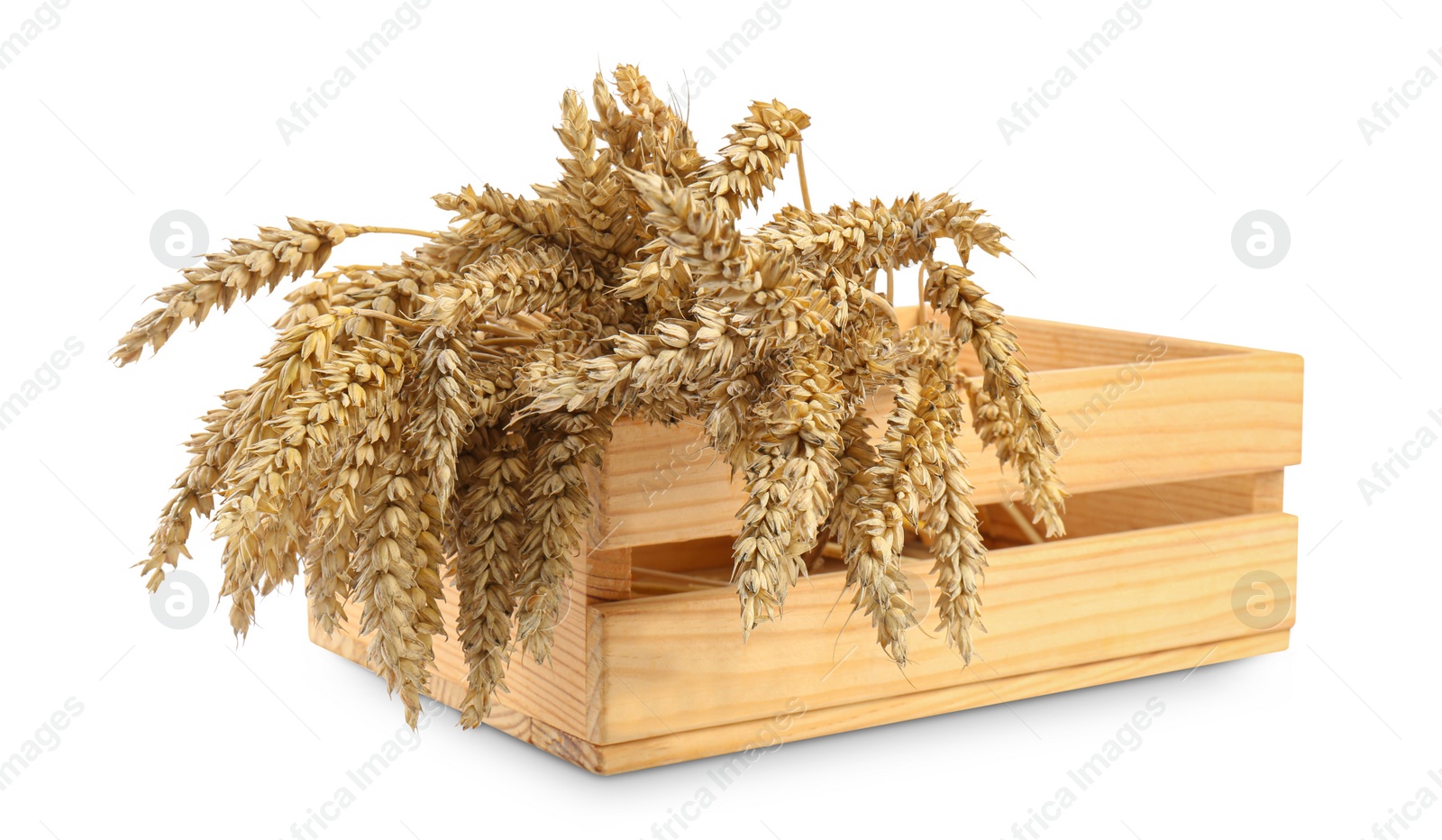 Photo of Many dried wheat in wooden crate isolated on white