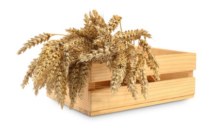 Many dried wheat in wooden crate isolated on white