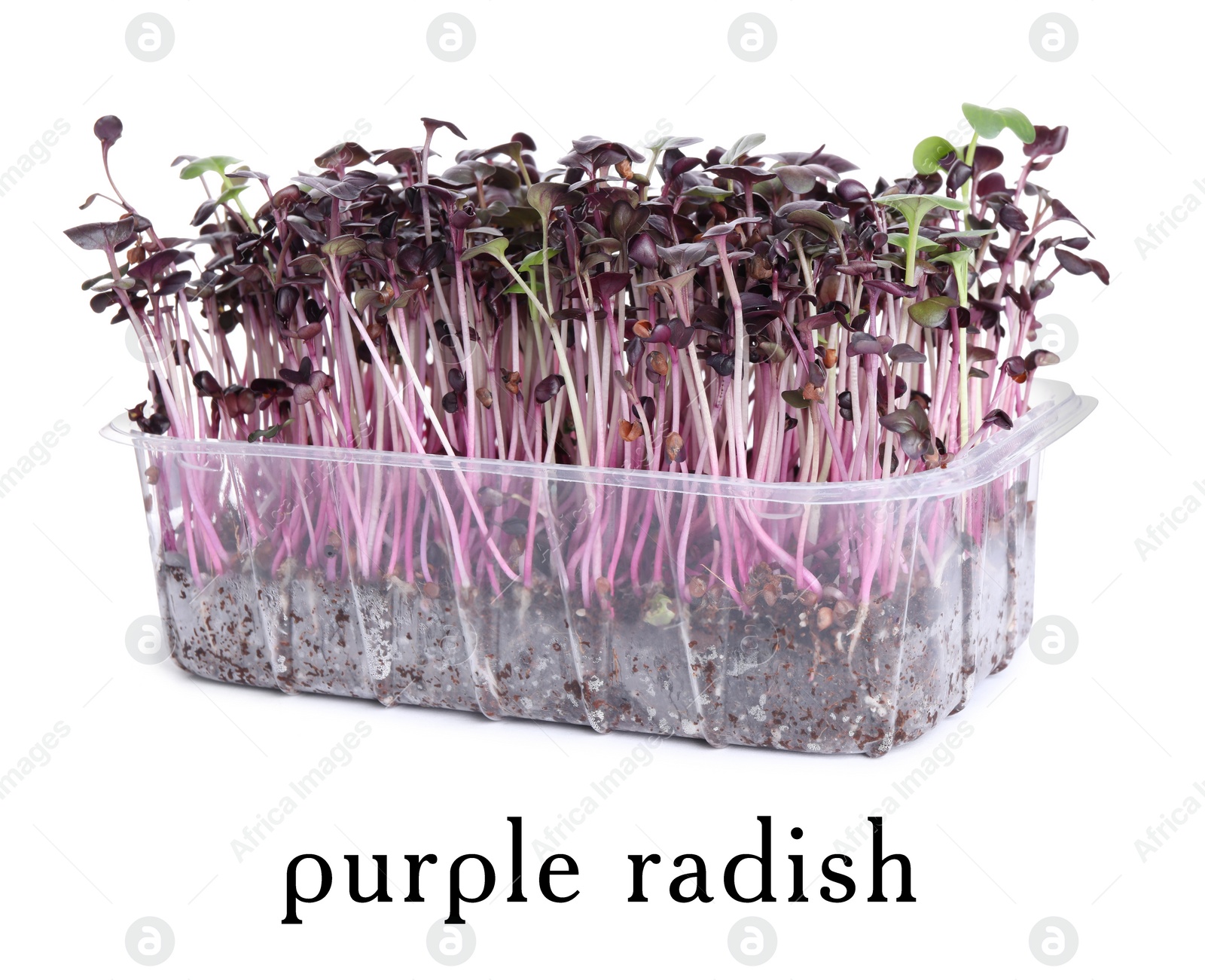 Image of Fresh organic microgreen in plastic container on white background