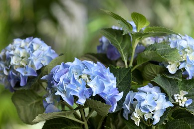 Beautiful hortensia plant with light blue flowers outdoors,  closeup