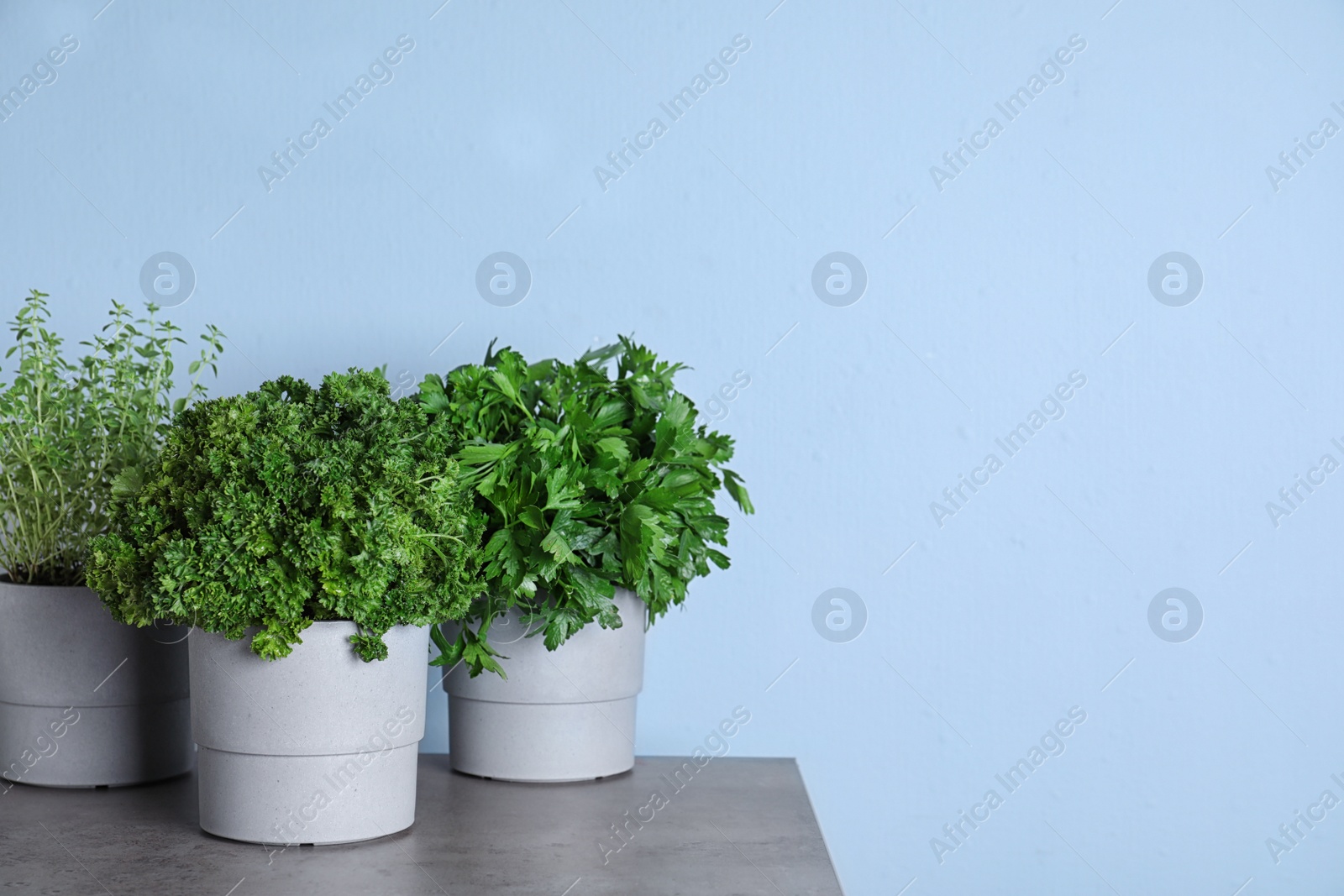 Photo of Seedlings of different aromatic herbs on grey marble table near blue wall. Space for text