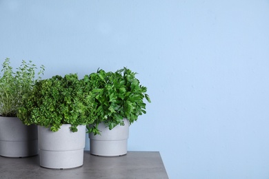 Photo of Seedlings of different aromatic herbs on grey marble table near blue wall. Space for text