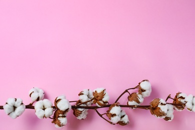 Branch of cotton plant on pink background, top view. Space for text