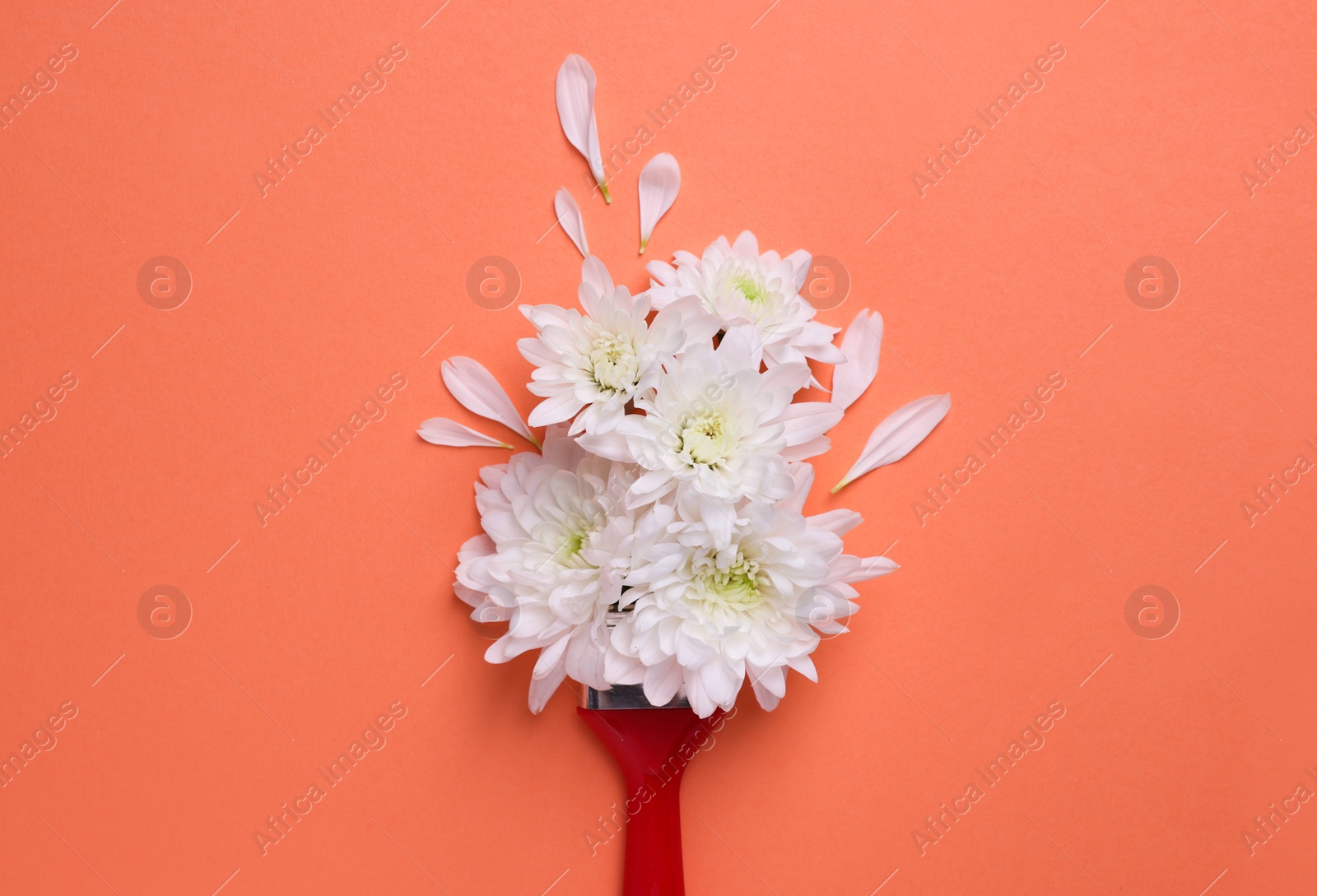 Photo of Creative flat lay composition with paint brush and white chrysanthemum flowers on coral background