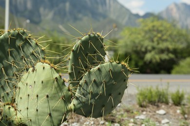 Photo of Beautiful Opuntia cactus growing near mountains, closeup