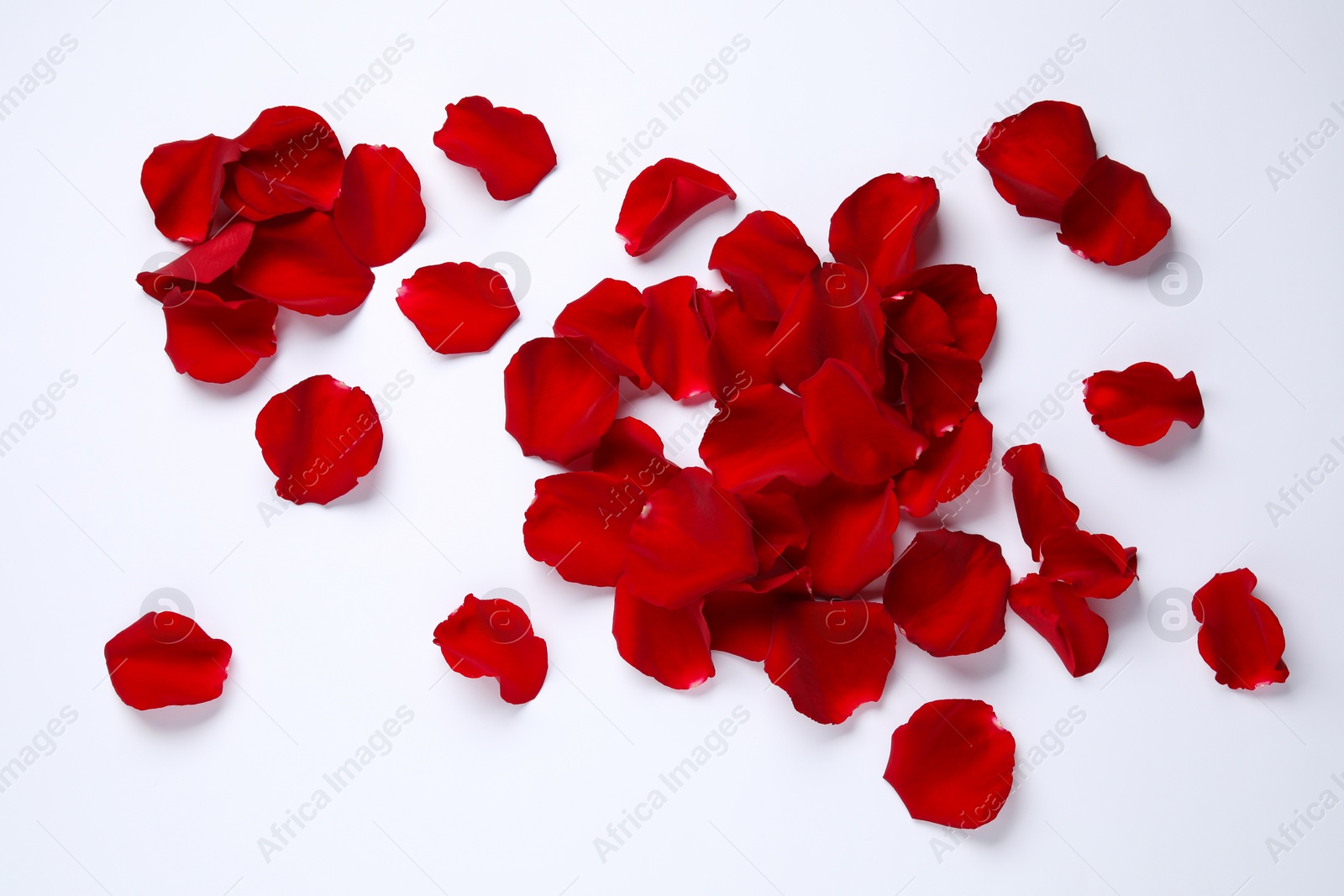 Photo of Beautiful red rose petals on white background, top view