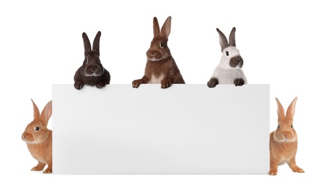 Image of Cute funny bunnies peeking out of blank banner, space for text. Easter symbol