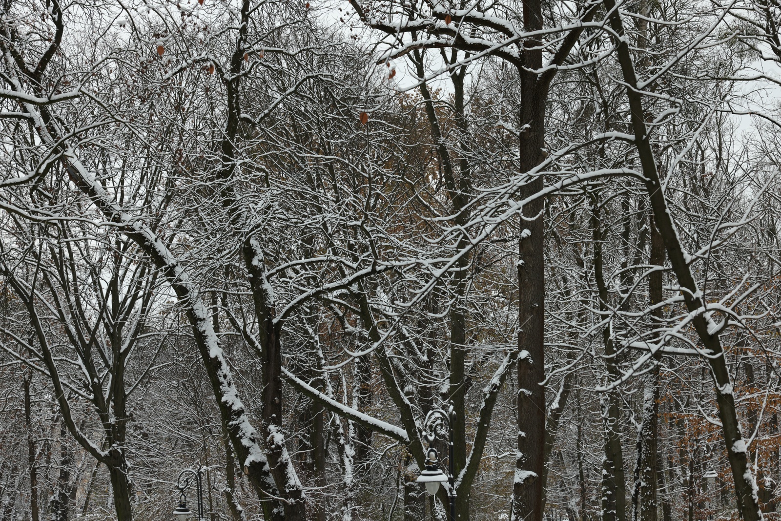 Photo of Trees covered with snow in winter park