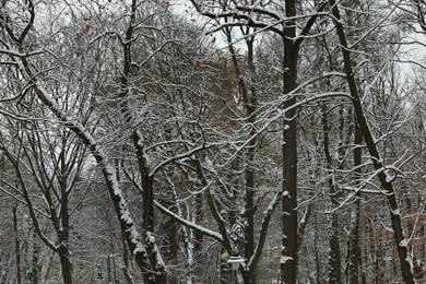 Photo of Trees covered with snow in winter park