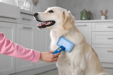 Photo of Woman brushing cute Labrador Retriever dog's hair at home, closeup