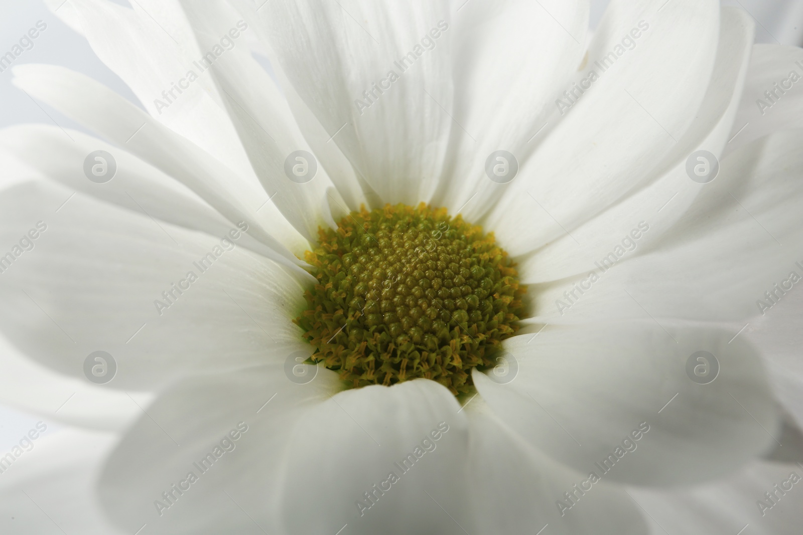 Photo of Beautiful white chrysanthemum flower as background, closeup
