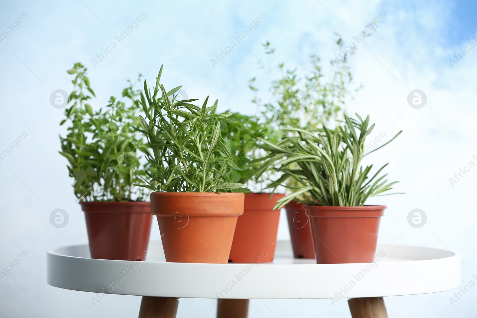 Photo of Pots with fresh rosemary on table against color background