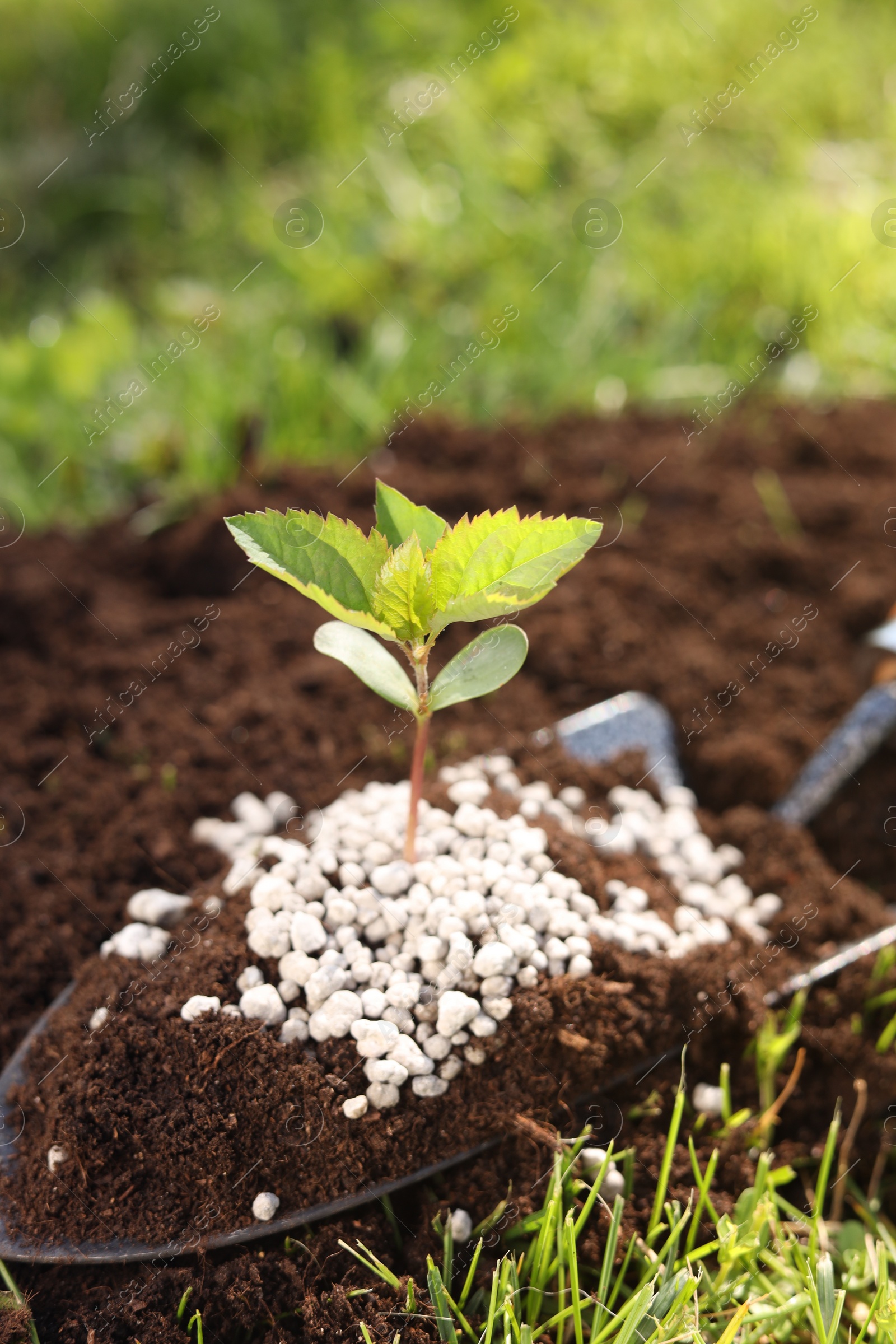 Photo of Shovel with soil, fertilizer and seedling outdoors, closeup