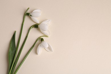 Beautiful snowdrops on beige background, flat lay. Space for text