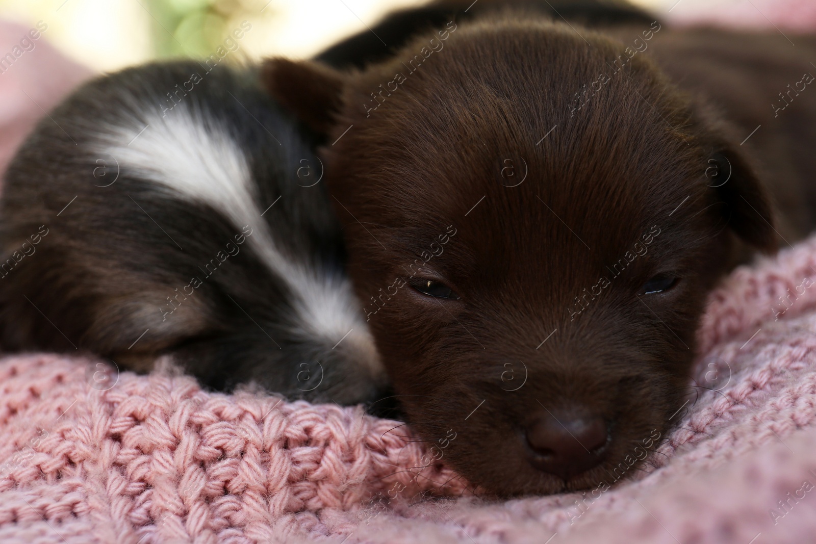 Photo of Cute puppies sleeping on pink knitted blanket, closeup