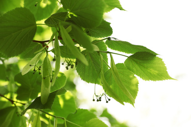 Photo of Linden tree with fresh young leaves and green flower buds outdoors on sunny spring day, closeup