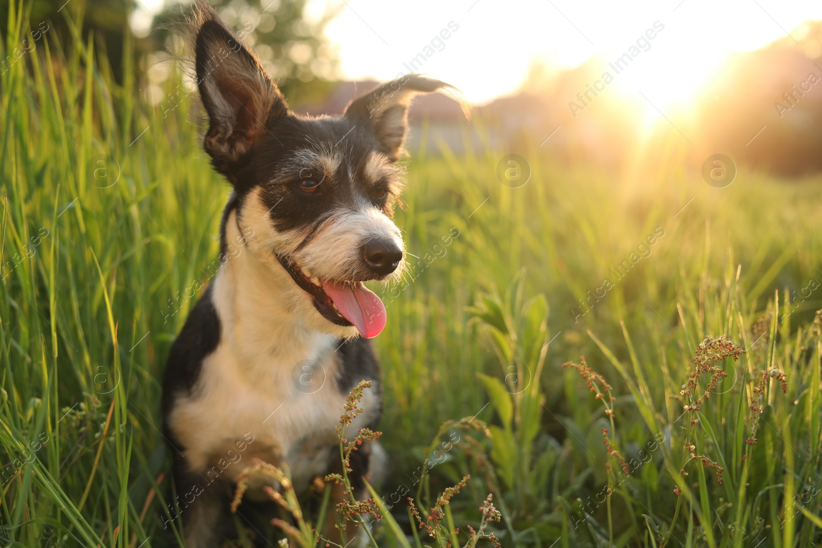 Photo of Cute fluffy dog in green grass at sunset