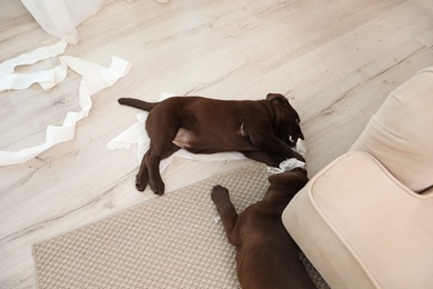 Photo of Cute chocolate Labrador Retriever puppies with torn paper indoors, above view