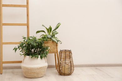 Photo of Different potted plants in room near light wall, space for text