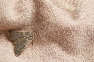 Photo of Paradrina clavipalpis moth on color sweater, top view. Space for text