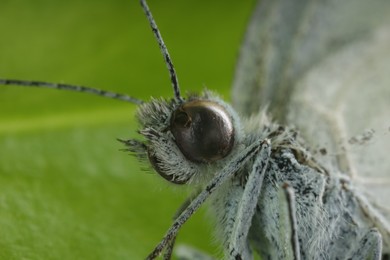 One beautiful butterfly on green leaf, macro view