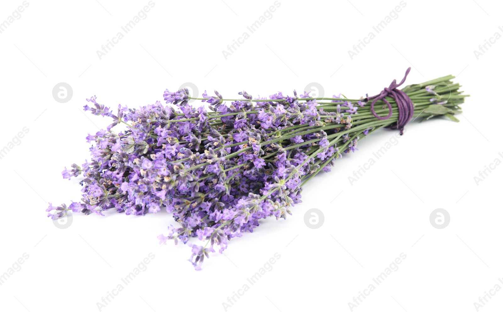 Photo of Beautiful tender lavender flowers on white background