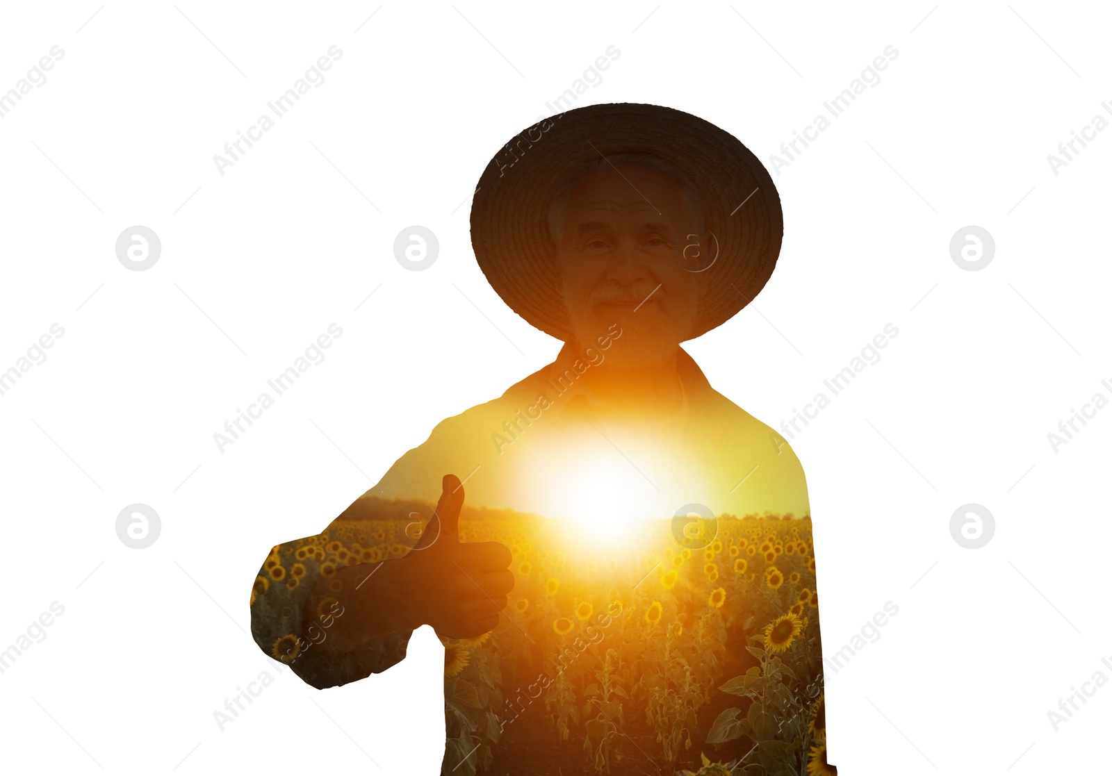 Image of Double exposure of farmer and sunflower field on white background