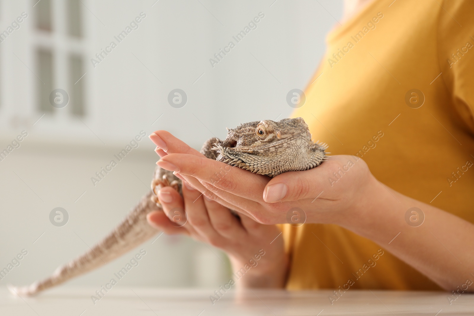 Photo of Woman holding bearded lizard indoors, closeup. Exotic pet