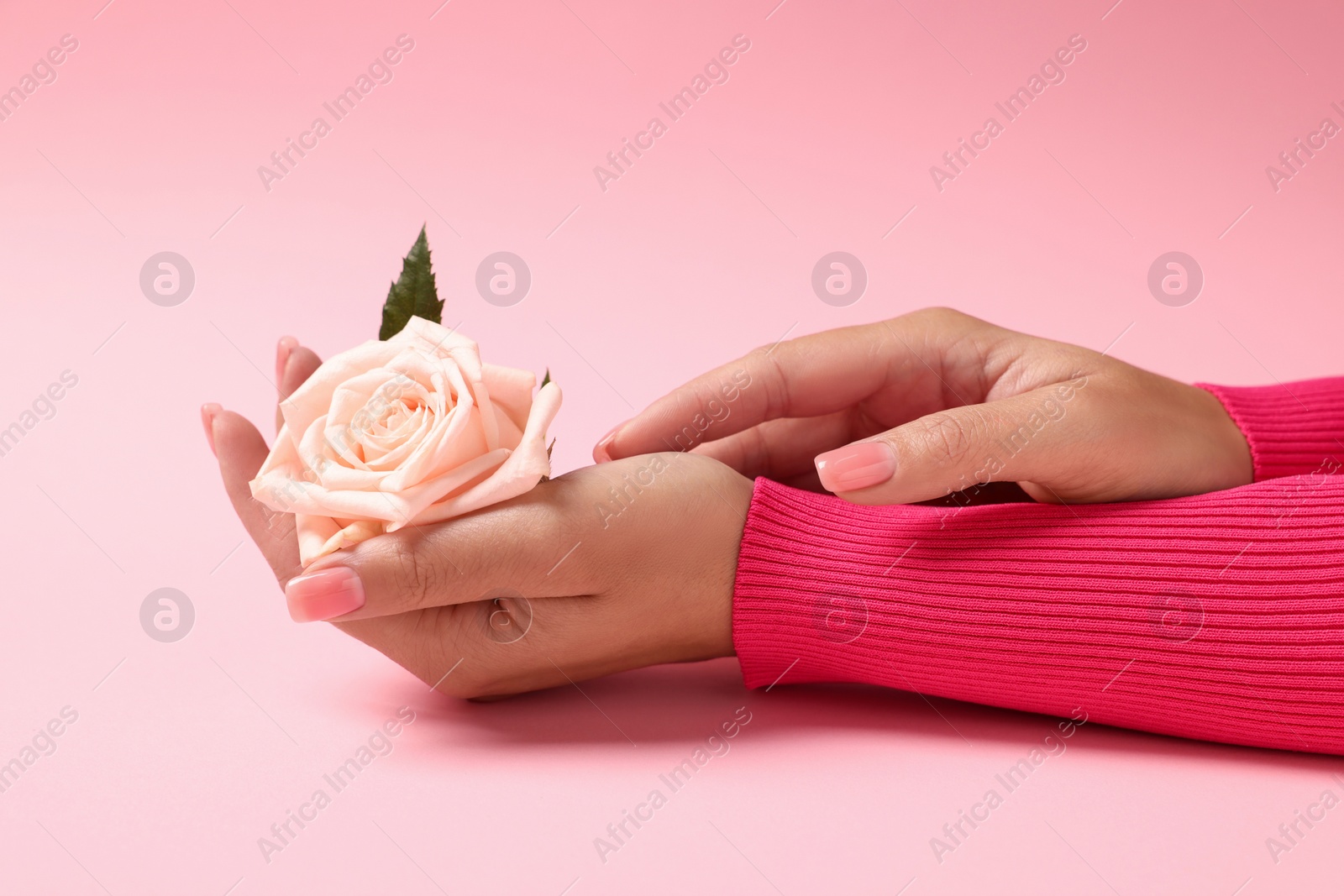 Photo of Woman holding beautiful rose on pink background, closeup