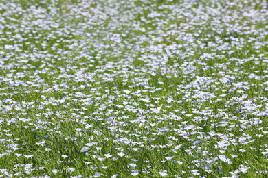 Beautiful view of blooming flax field on summer day