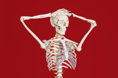 Photo of Artificial human skeleton model on red background