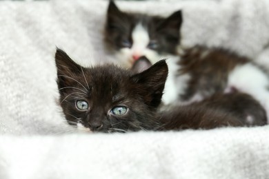 Photo of Cute baby kittens on cozy blanket, closeup
