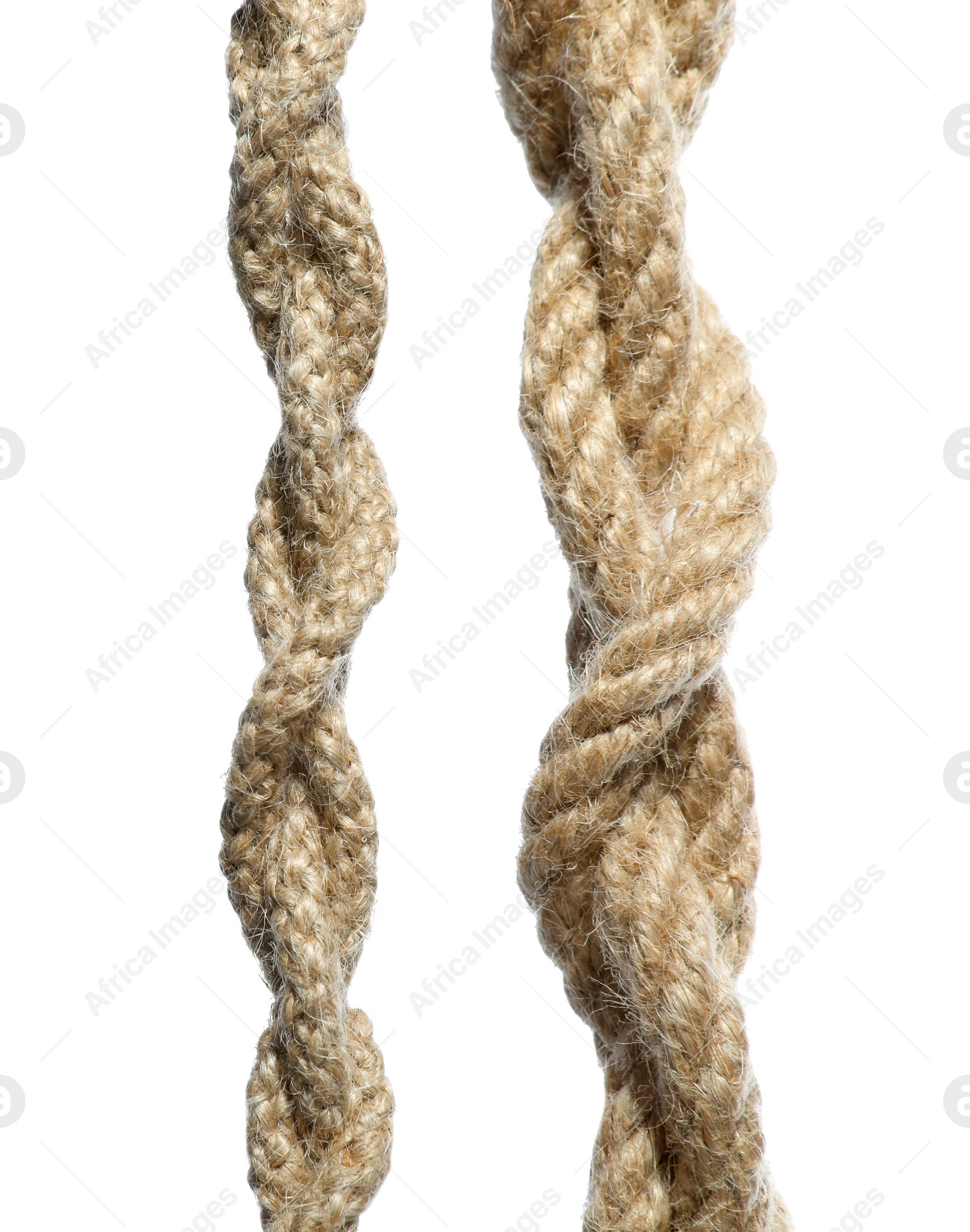 Photo of Two hemp ropes with knots isolated on white