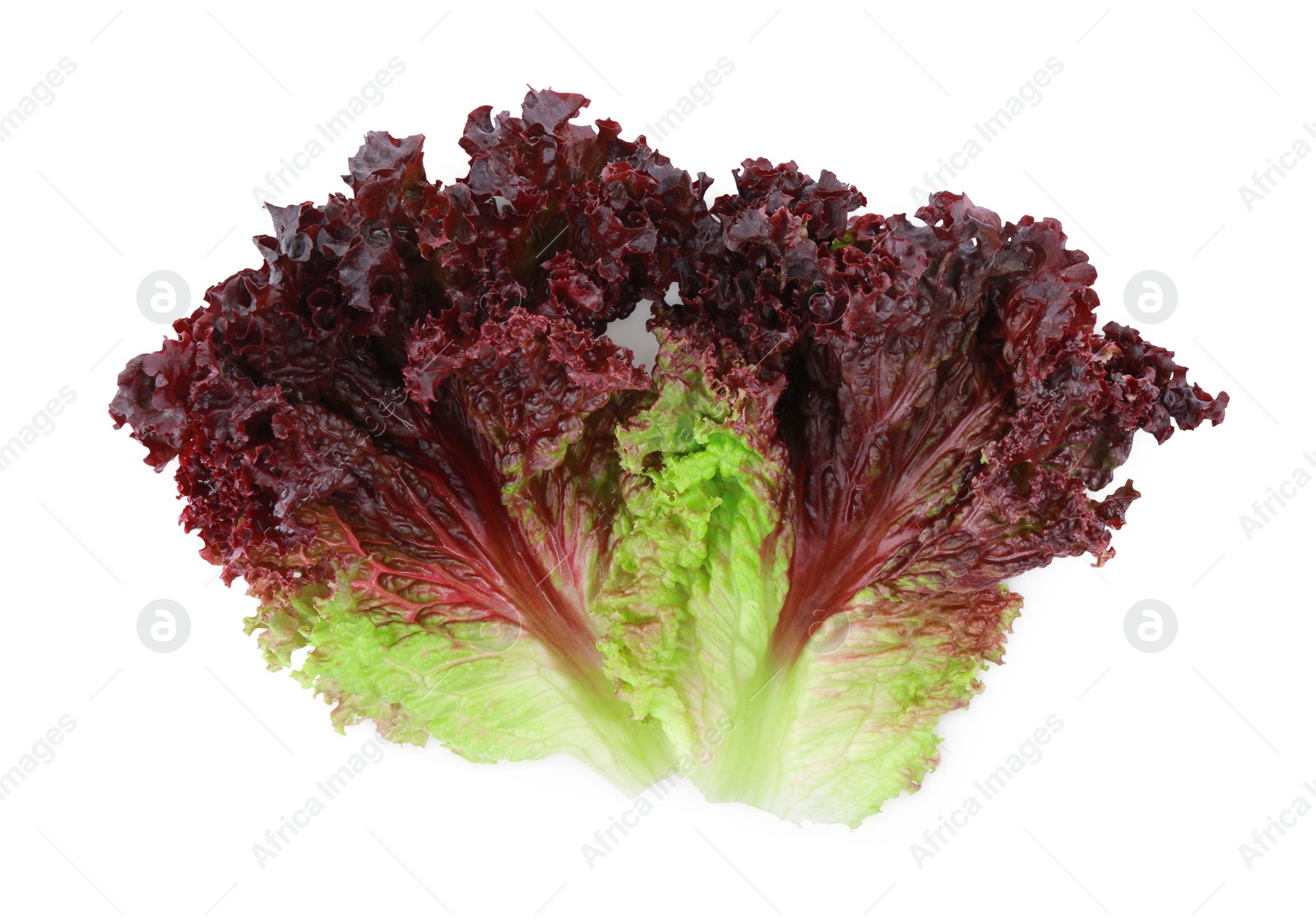 Photo of Leaves of fresh red coral lettuce isolated on white