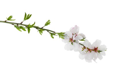 Photo of Tree branch with beautiful blossoms isolated on white. Spring season