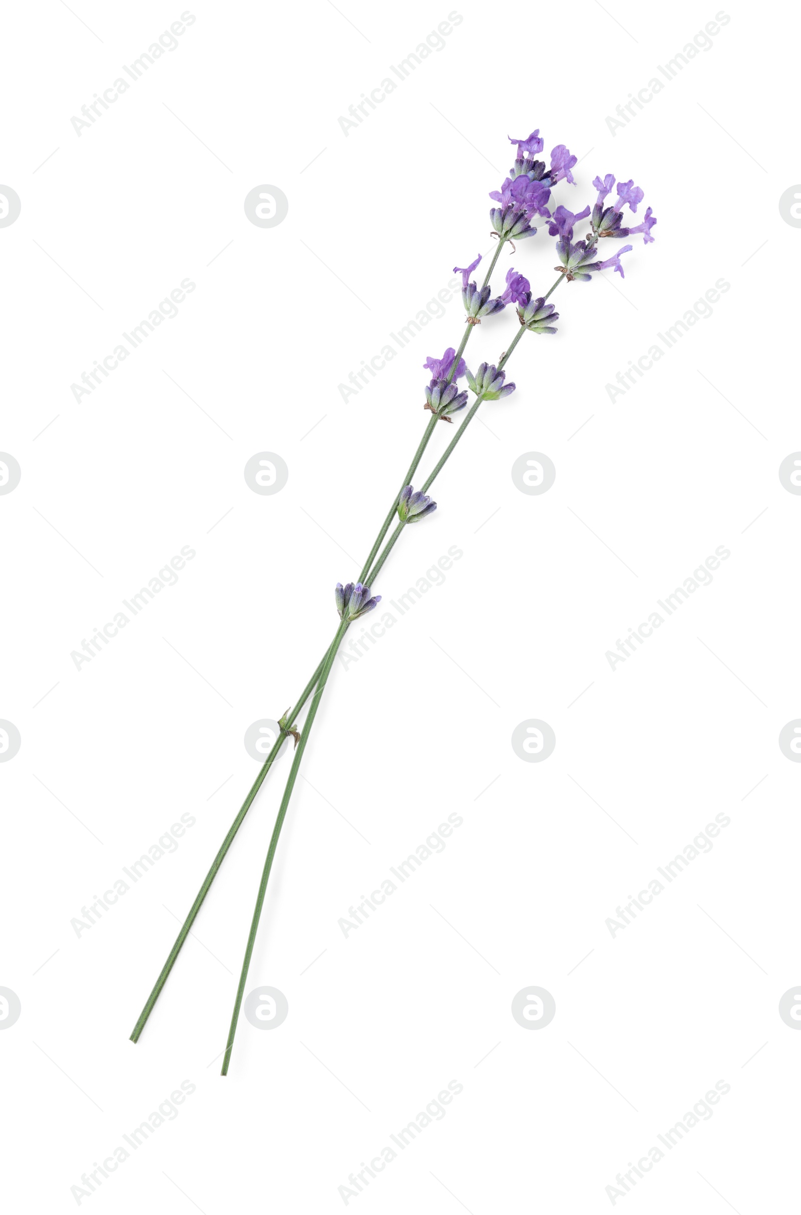 Photo of Beautiful aromatic lavender flowers isolated on white, top view