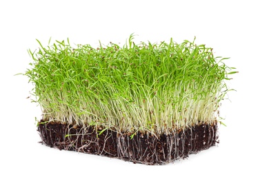 Photo of Fresh organic microgreen in soil on white background