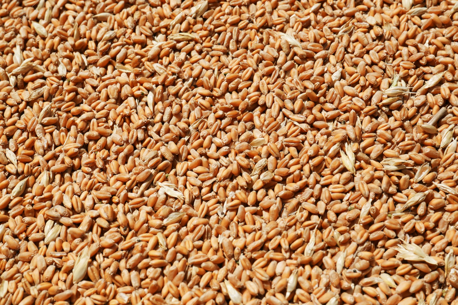 Photo of Pile of wheat grains as background, closeup view