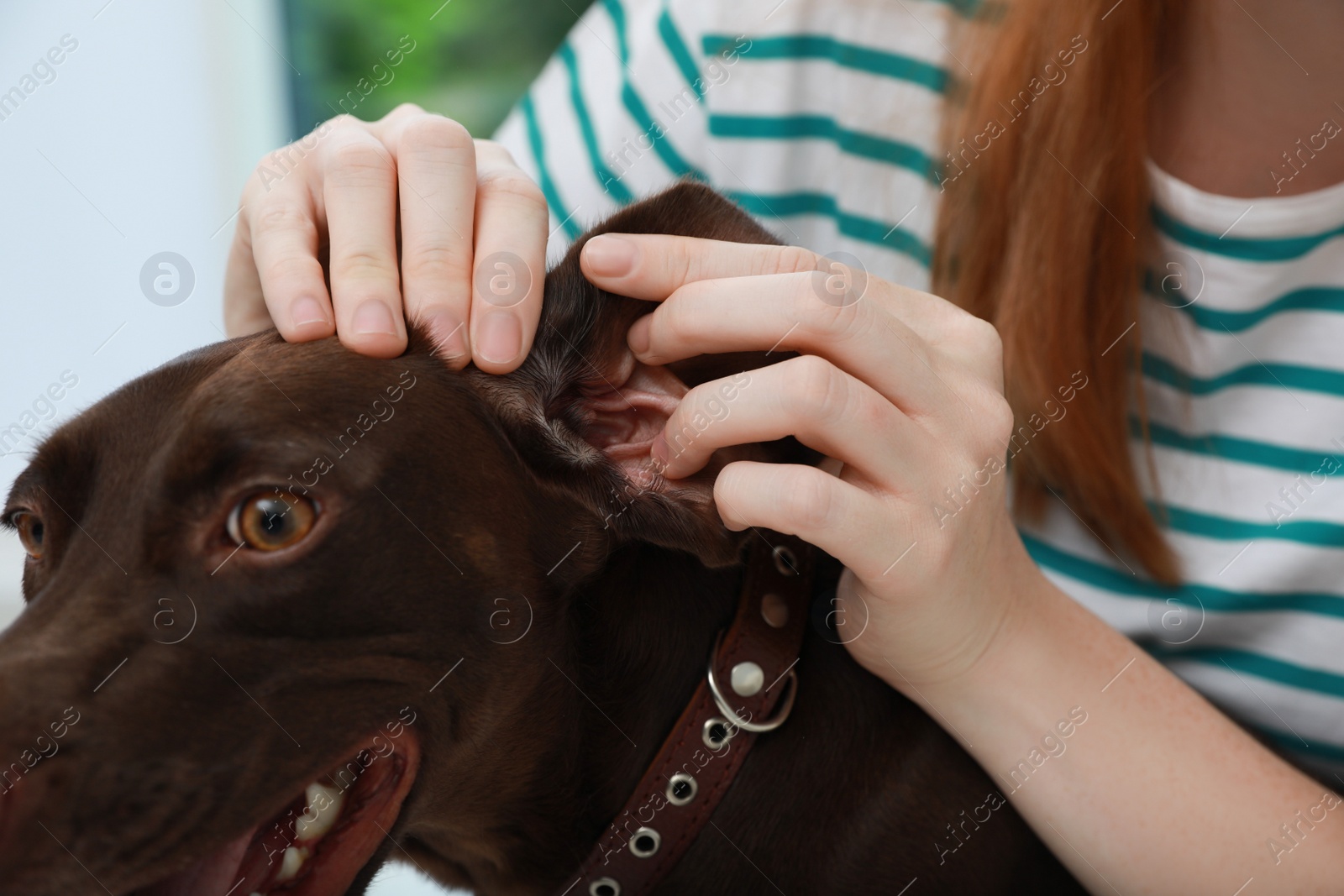 Photo of Woman examining her dog's ear for ticks, closeup