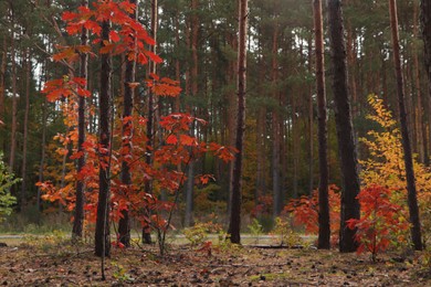 Beautiful trees with colorful leaves in forest. Autumn season