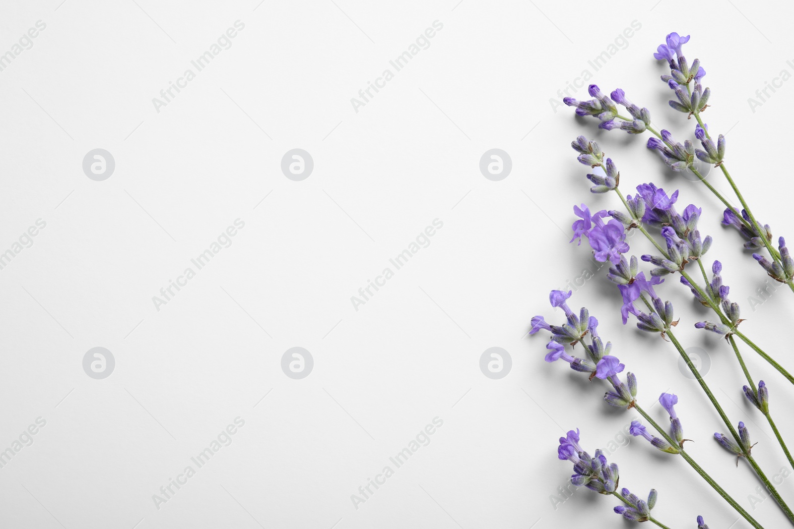 Photo of Beautiful aromatic lavender flowers on white background, flat lay. Space for text