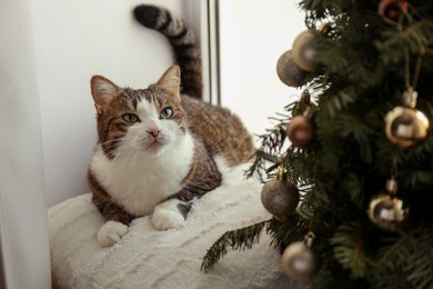 Cute cat and Christmas tree at home. Funny pet