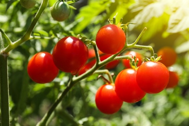 Tasty ripe tomatoes on bush outdoors, closeup