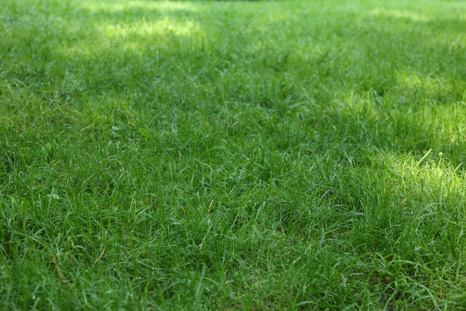 Photo of Fresh green grass growing outdoors in summer