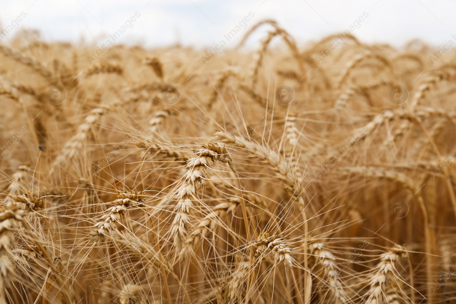 Photo of Ripe wheat spikes in agricultural field, closeup