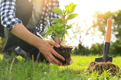 Photo of Man planting young green tree in garden, closeup