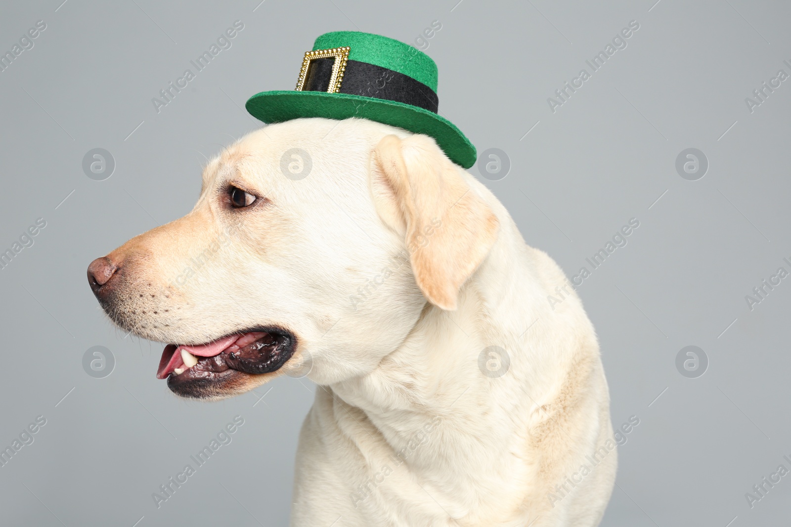Photo of Labrador retriever with leprechaun hat on light grey background. St. Patrick's day