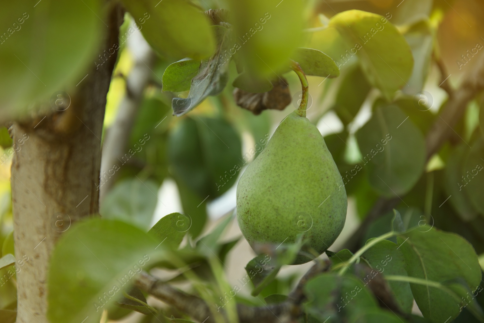 Photo of Fresh juicy pear on tree in garden, closeup